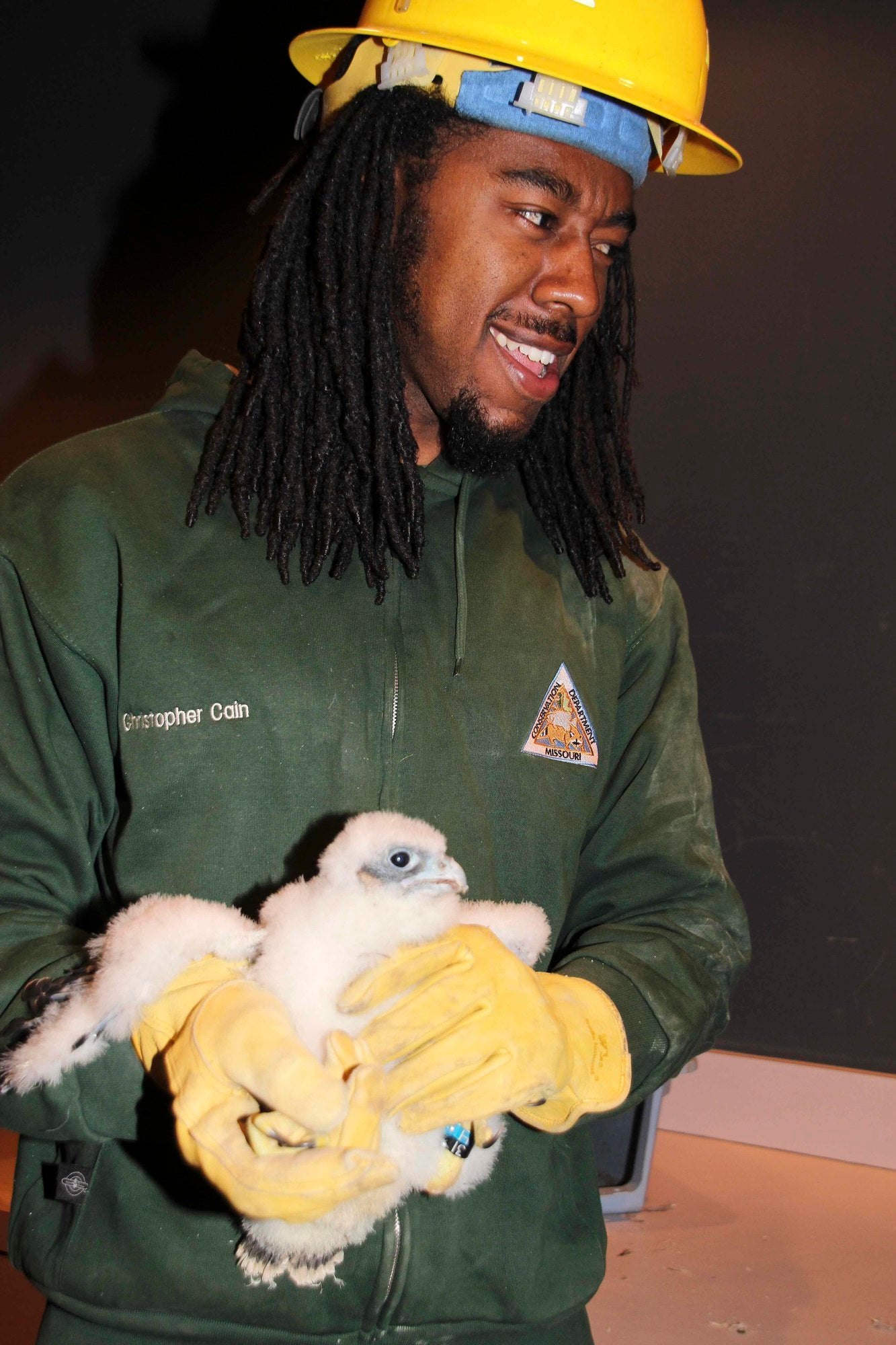 Staff hold a falcon chick that was recently banded.