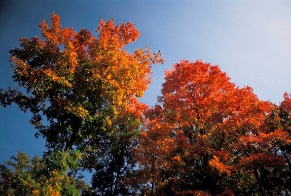 Trees with fall color