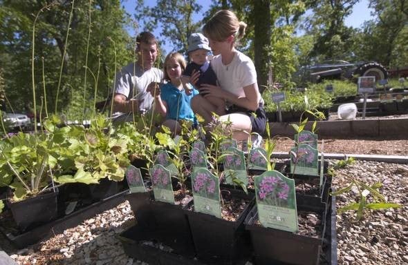 family looks over native plants in pots for sale