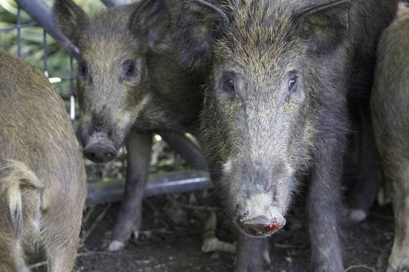 close up of several feral hogs in a trapping pen.
