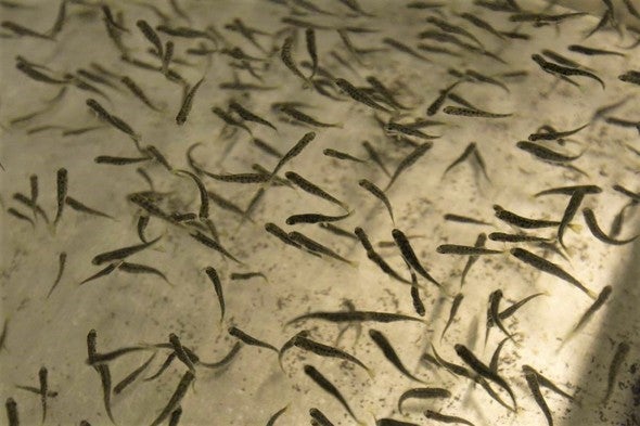 fingerling rainbow trout