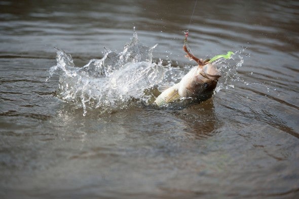 Fish on line