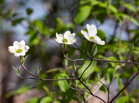 Flowering dogwood