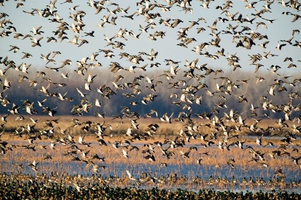 hundreds of ducks in flight over wetland