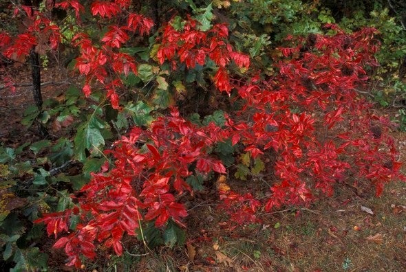 sumac in red fall color