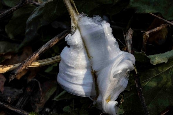 frost flower