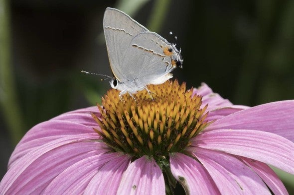 A gray hairstreak butterfly rests on a purple coneflower