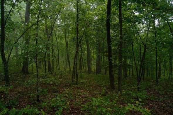 Woodland