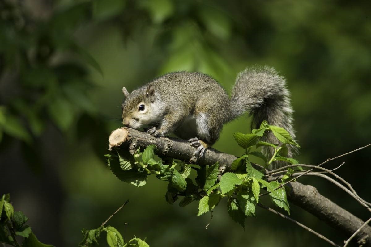 A grey squirrel crawls on a tree branch