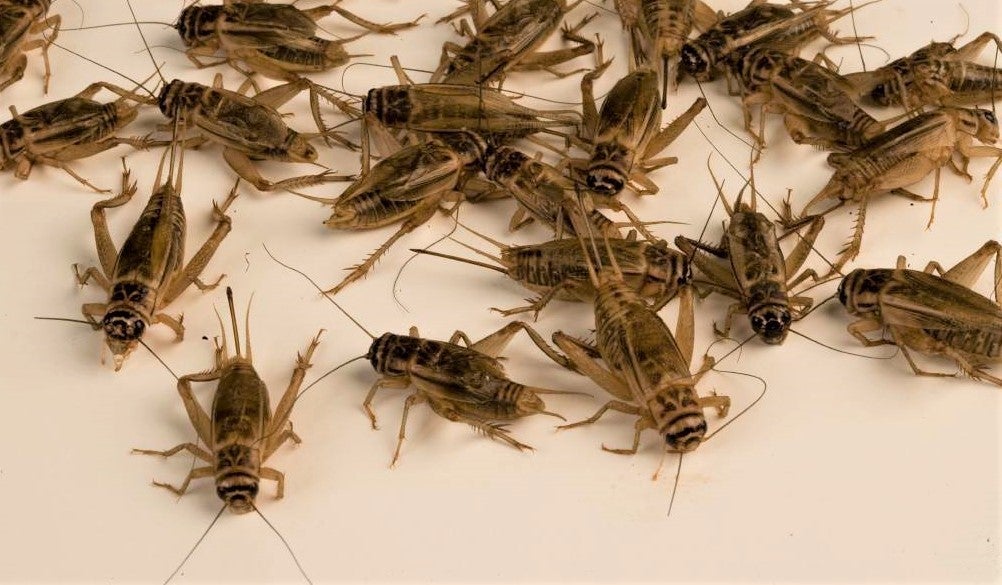 Group of crickets