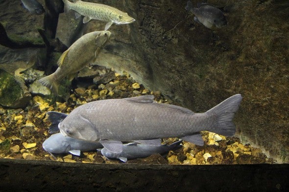 Group of fish