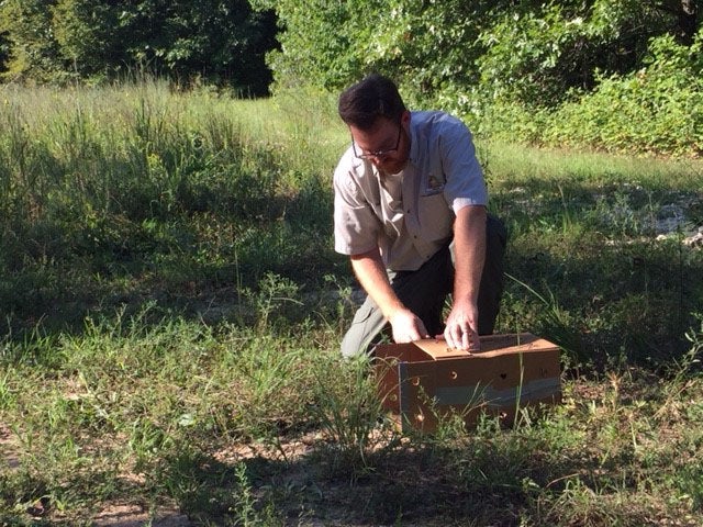 MDC staff releasing a grouse.