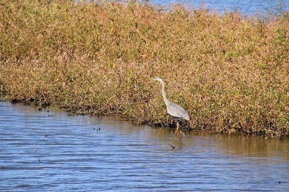 heron at Schell-Osage wetland 