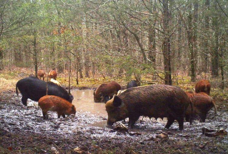 Feral hogs wallowing in a stream