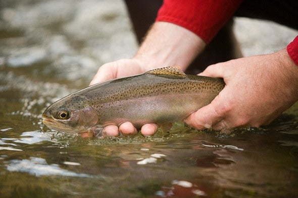 holding a rainbow trout