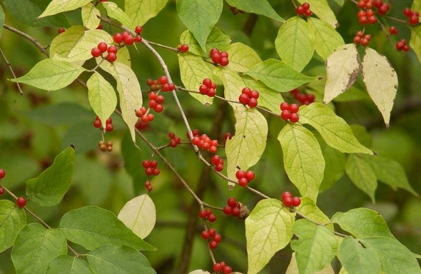 Invasive Honeysuckle