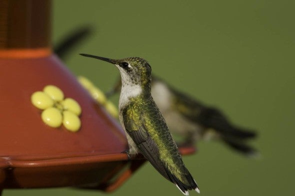 Hummingbird at feeder