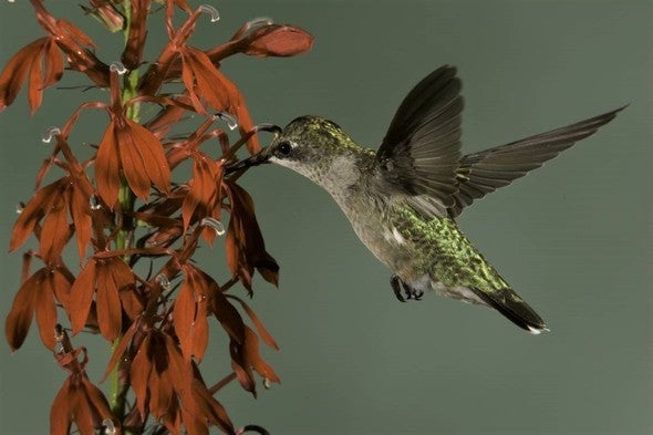 A hummingbird feeds from a flower