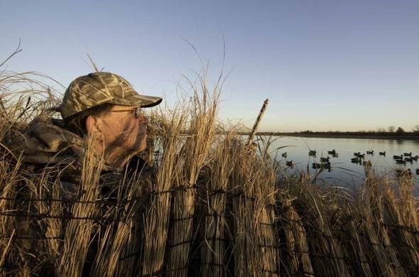 Should We Revise Baiting Regulations? - Wildfowl