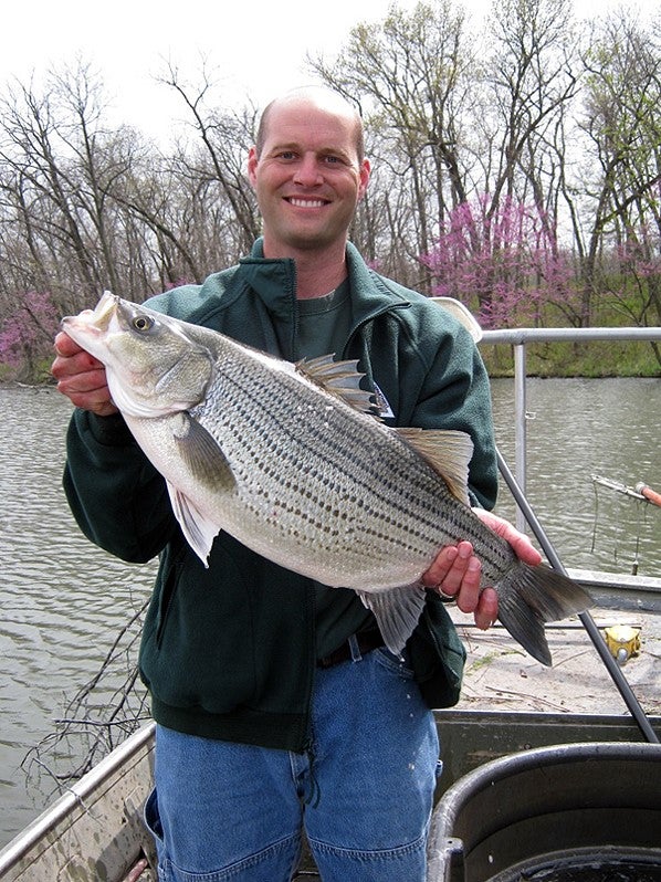 An MDC biologist showing off a hybrid striped bass.