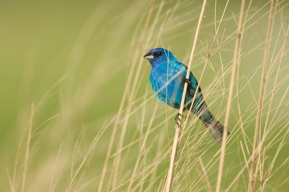 indigo bunting