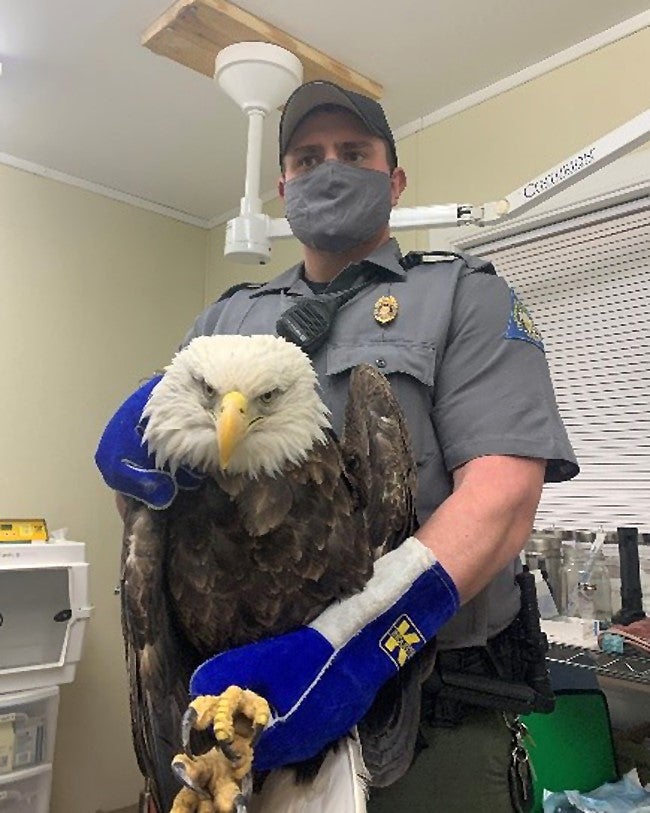 MDC Agent Jaymes Hall holds a wounded bald eagle after it was shot near Belgrade.