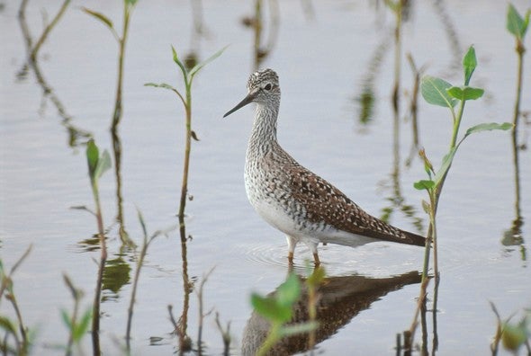 Lesser yellow legs