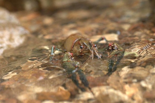 long-pincered crayfish
