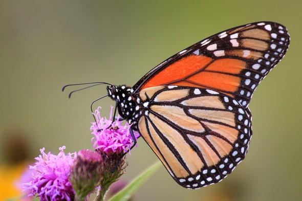 Tagging monarch butterflies for science.