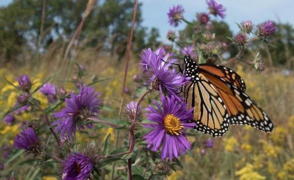 Monarch Butterfly on a purple flower