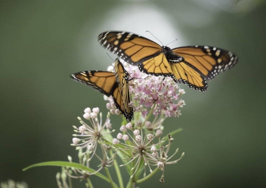 Monarch butterflies feed on flower