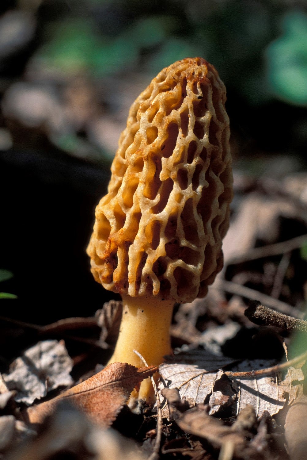 A close up of a morel mushroom.