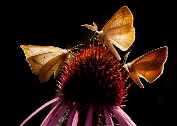 Moths on a purple coneflower.