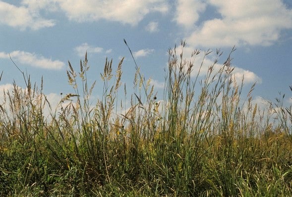 Native grasses against a blue sky.