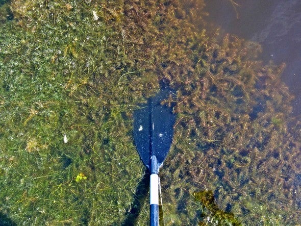 The invasive hydrilla plant in a pond.