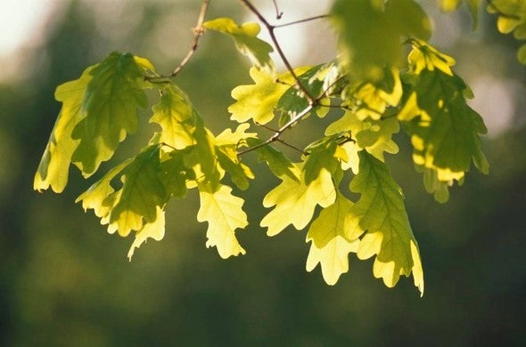 oak leaves