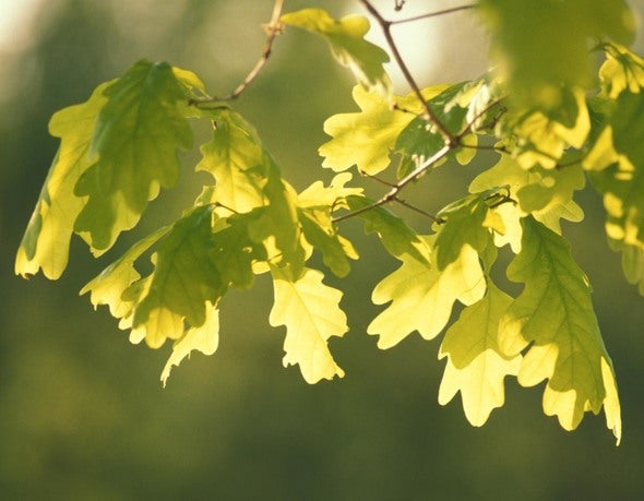 oak leaves