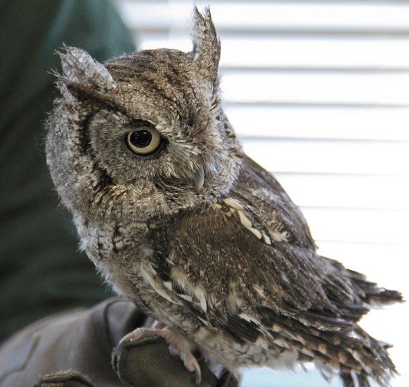 owl
