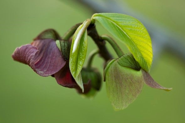 Paw paw bloom