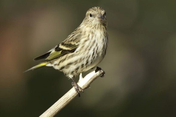 Pine siskin on branch