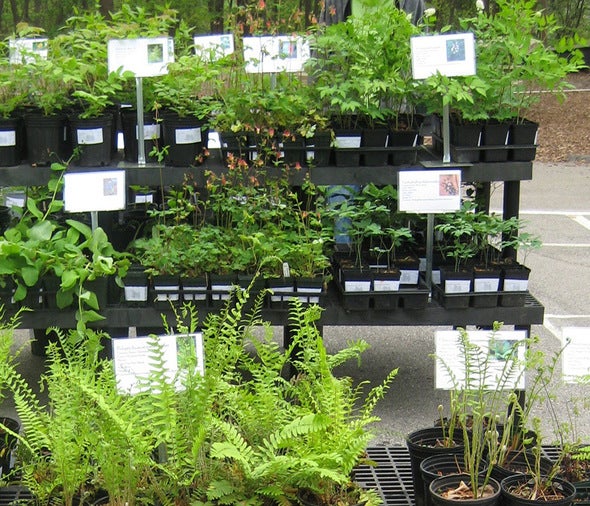 plant sale