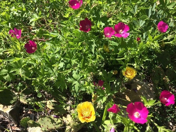 poppy mallow
