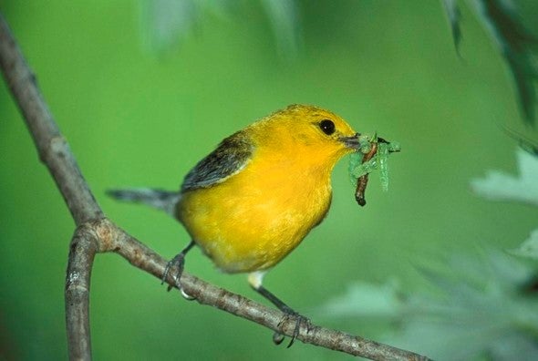 Prothonotary warbler with worms