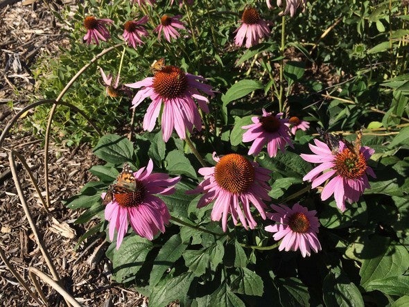 purple coneflowers