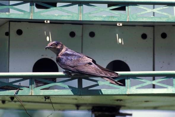 purple martin on martin house