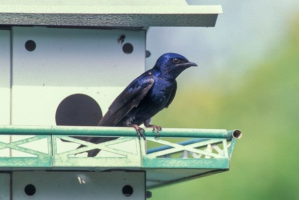 purple martin on martin house