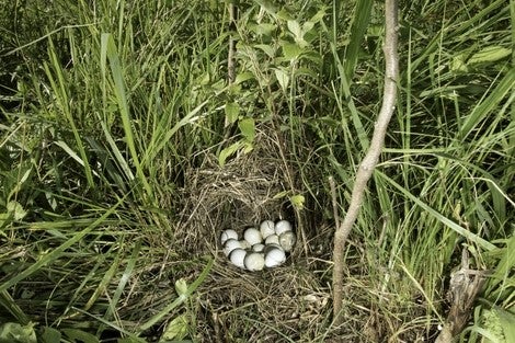 quail nest in grass