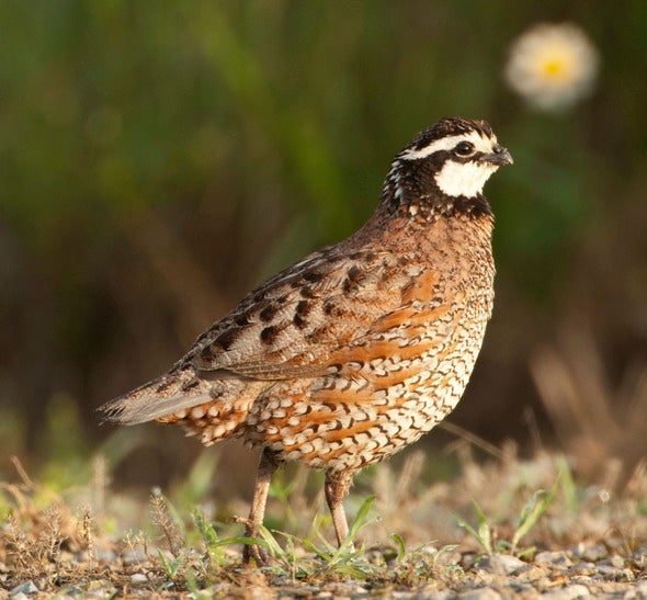quail