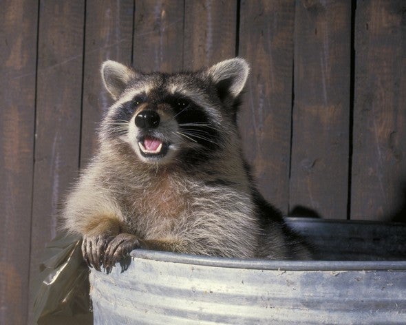 A smiling raccoon in a garbage can.