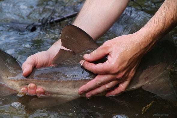 lake sturgeon with transmitter